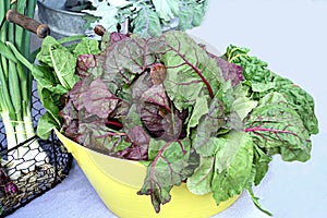 Colorful Leafy Salad Greens
