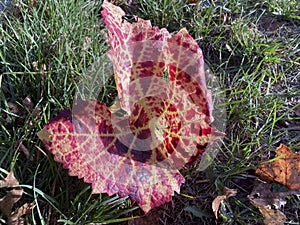 colorful leave at the beginning autumn