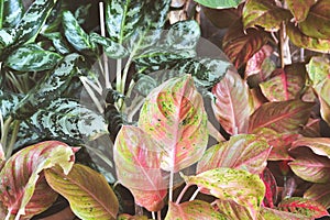 colorful leaves of aglaonema modestum, chinese evergreen