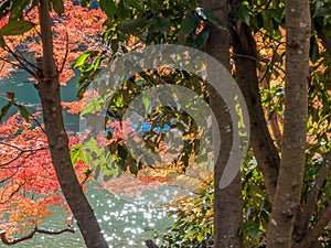 Colorful leaves along river in Arashiyama, Japan