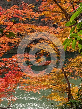Colorful leaves along river in Arashiyama, Japan