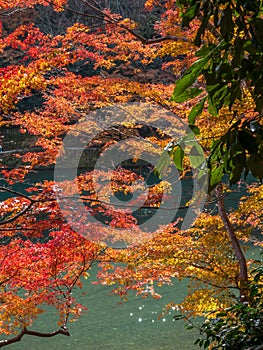 Colorful leaves along river in Arashiyama, Japan