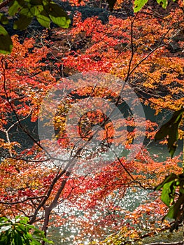 Colorful leaves along river in Arashiyama, Japan