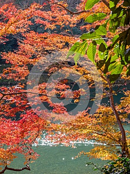 Colorful leaves along river in Arashiyama, Japan