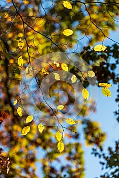 Colorful leaves in autumn