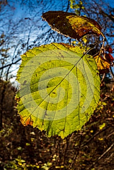 Colorful leaves in autumn