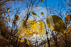 Colorful leaves in autumn