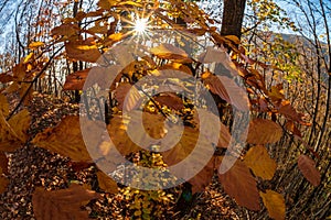 Colorful leaves in autumn