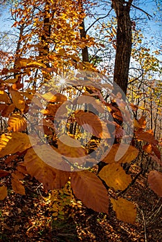 Colorful leaves in autumn