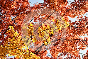 colorful leaves in autumn