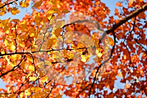 colorful leaves in autumn