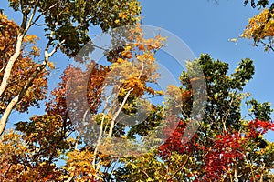 colorful leaves in autumn against blue sky background