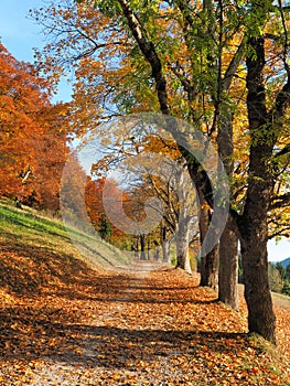 Colorful leaves in autumn in the Swabian Alb