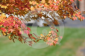 Colorful leaves on autumn trees