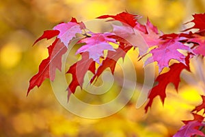 Colorful leaves of autumn trees in botanical garden, beauty nature background
