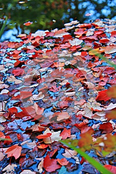 Colorful Leaves at Autumn, VanDusen Botanical Garden, Vancouver Downtown, British Columbia