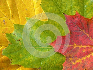 Colorful leaves background