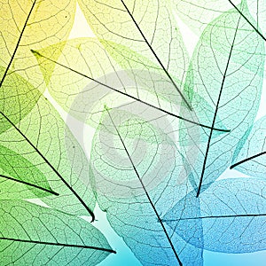 Colorful leaves background. Leaf texture.