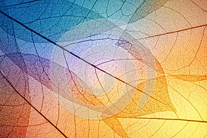 Colorful leaves background. Leaf texture.