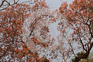 Colorful leaves with background sky