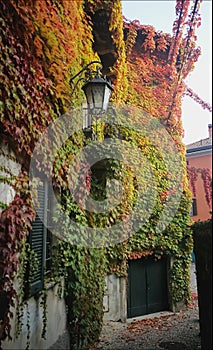 Colourfull autumn in Italy, 2018. photo