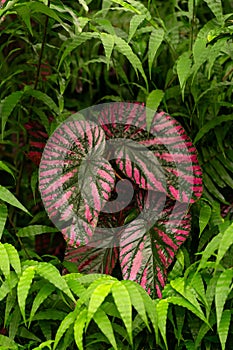 Colorful leaves of a begonia brevirimosa in tropical greenhouse setting