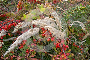 Colorful leaves on a bush in autumn