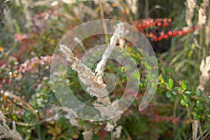 Colorful leaves on a bush in autumn