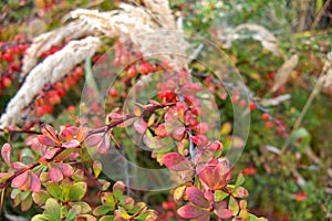 Colorful leaves on a bush in autumn