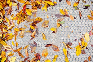 Colorful leaves on cellular pattern garden path