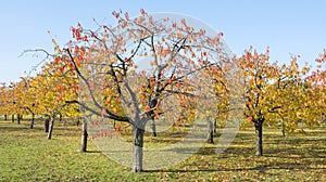 Colorful leaves on cherry trees in autumn cherry orchard near odijk in province of utrecht in the netherlands