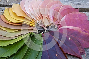 Colorful leaves closeup