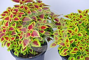 colorful leaves coleus Coleus Scutellaricides, species of flowering plant in the family of Lamiaceae, isolated on white backgrou