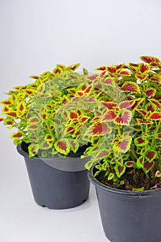 colorful leaves coleus Coleus Scutellaricides, species of flowering plant in the family of Lamiaceae, isolated on white backgrou