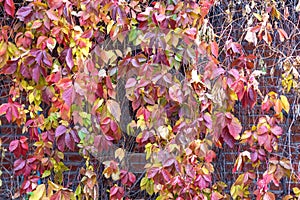 Colorful leaves of decorative grapes on a brick wall in autumn / background with texture effect