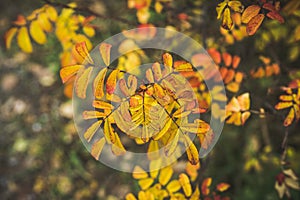 Colorful leaves of dogrose bush in the autumn forest. Selective focus