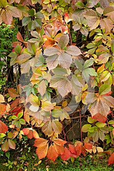 Colorful leaves in early autumn