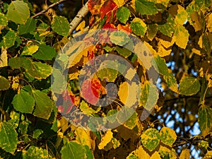 Colorful leaves of European aspen or Populus tremula in autumn sunlight background, selective focus, shallow DOF