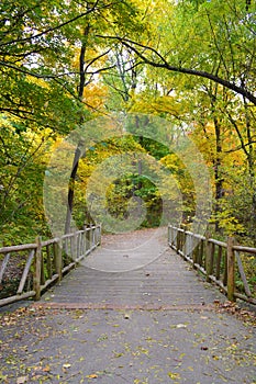 Colorful Leaves During Fall on a Walking Trail