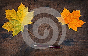 Colorful leaves in the fall on wooden board. Autumn scene.