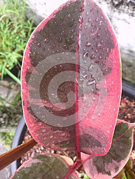 The colorful leaves of the ficus elastica ruby ??tree are very beautiful