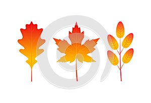 Colorful leaves in flat style, icons set