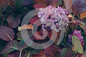 Colorful leaves and flowers of hydrangea