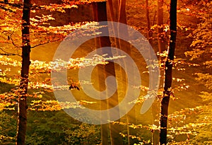 Colorful leaves in the forest with sunbeam