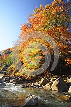 Colorful leaves in Gully Matsukawa