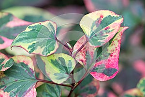 Colorful leaves of Houttuynia cordata Chameleon