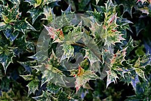 Colorful leaves of an Ilex bush in early spring