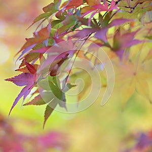 Colorful leaves of japanese maple tree in autumn