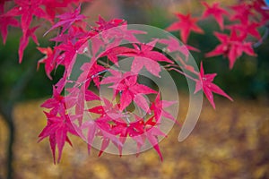 Colorful leaves on maple tree in garden