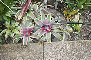 Colorful leaves of Neoregelia bromeliad